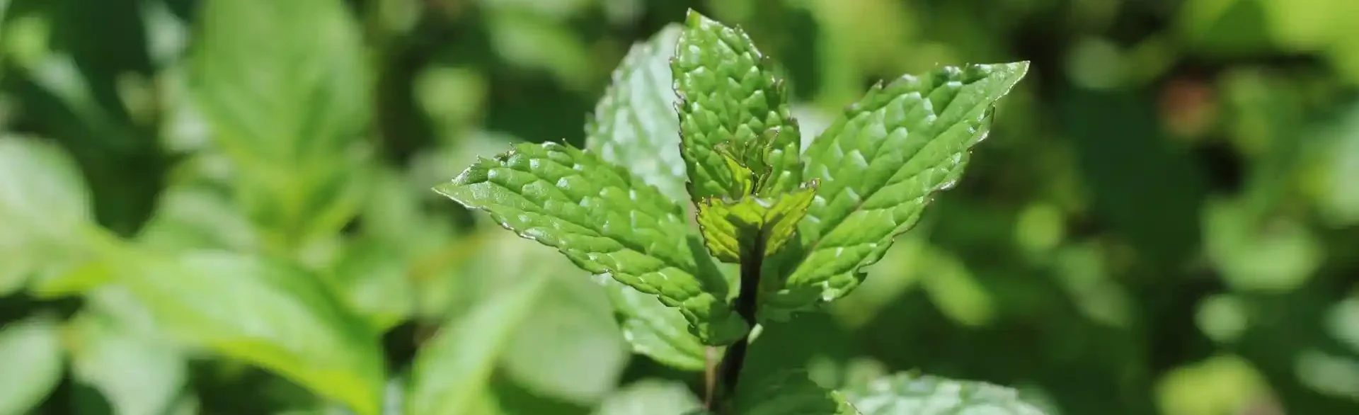 Pfefferminze bei Spannungskopfschmerz