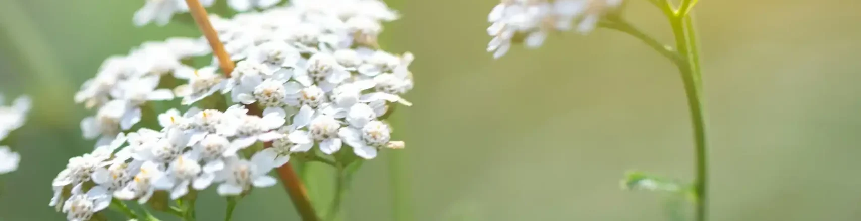 Schafgarbe zur hormonellen Balance in den Wechseljahren