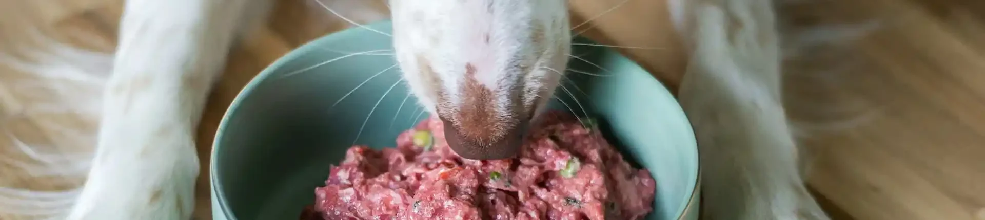 Sodbrennen nachts beim Hund