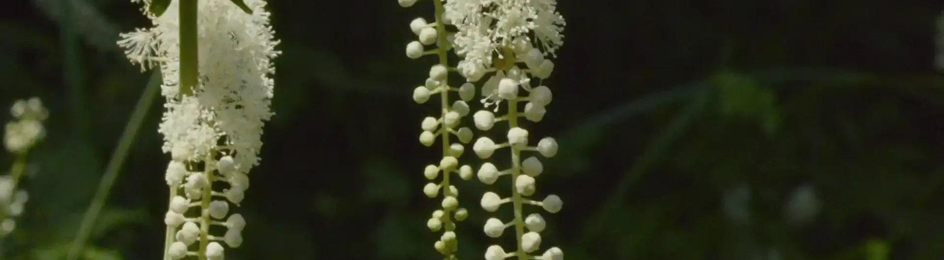 Traubensilberkerze gegen Hitzewallungen